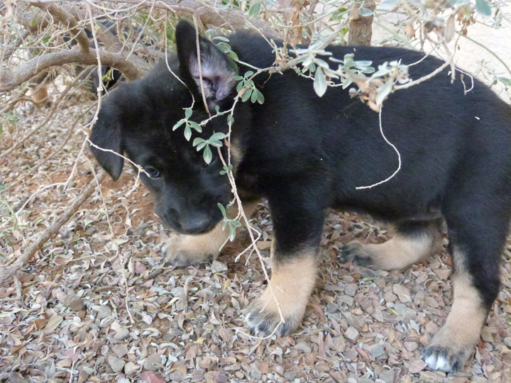 chinook dog